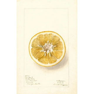 Deborah Griscom Passmore - Citrus paradisi Thornton No.webp