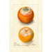 Citrus sinensis - Deborah Griscom Passmore — weergave van het kunstwerk