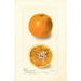 Citrus sinensis Bishops Favorite - Deborah Griscom Passmore — weergave van het kunstwerk