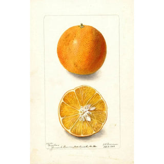 Deborah Griscom Passmore - Citrus sinensis Brazilian.webp