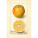 Citrus sinensis Conners Seedling - Deborah Griscom Passmore — weergave van het kunstwerk
