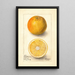 Citrus sinensis Conners Seedling - Deborah Griscom Passmore — ingelijst kunstwerk aan de muur