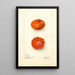 Citrus sinensis Early UnShu - Deborah Griscom Passmore — ingelijst kunstwerk aan de muur
