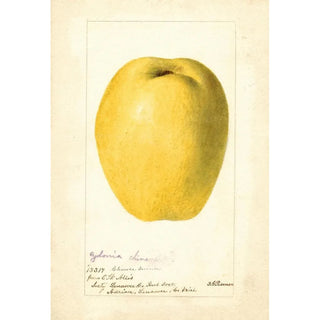 Deborah Griscom Passmore - Cydonia oblonga Chinese.webp