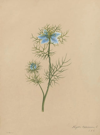 Deborah Griscom Passmore - Deborah Griscom Passmore watercolor album Pl05.webp