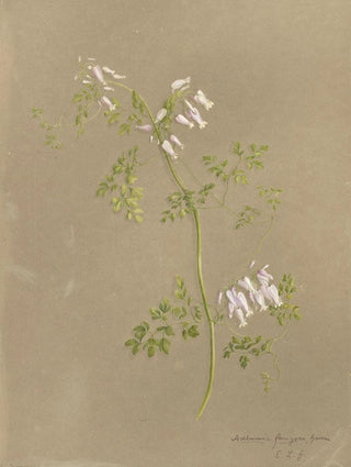 Deborah Griscom Passmore - Deborah Griscom Passmore watercolor album Pl08.webp