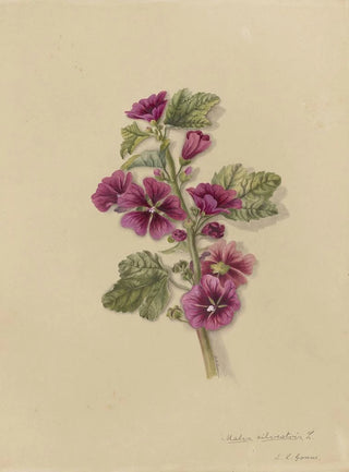 Deborah Griscom Passmore - Deborah Griscom Passmore watercolor album Pl16.webp