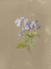 Album aquarelle van Deborah Griscom Passmore Pl36 - Deborah Griscom Passmore — weergave van het kunstwerk