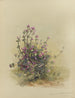 Album aquarelle van Deborah Griscom Passmore Pl38 - Deborah Griscom Passmore — weergave van het kunstwerk