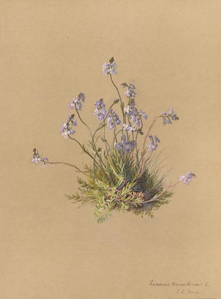 Deborah Griscom Passmore - Deborah Griscom Passmore watercolor album Pl40.webp