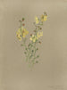 Album aquarelle van Deborah Griscom Passmore Pl42 - Deborah Griscom Passmore — weergave van het kunstwerk
