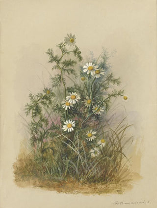 Deborah Griscom Passmore - Deborah Griscom Passmore watercolor album Pl53.webp