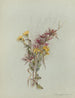 Album aquarelle van Deborah Griscom Passmore Pl54 - Deborah Griscom Passmore — weergave van het kunstwerk