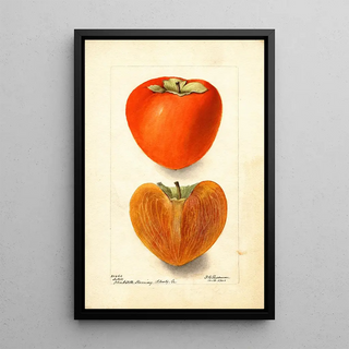 Deborah Griscom Passmore - Diospyros Axtill.webp