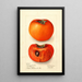 Reproductie van het schilderij Diospyros Godbeys Seedless - Deborah Griscom Passmore