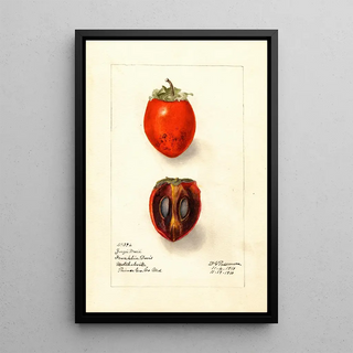 Deborah Griscom Passmore - Diospyros Zengi Maru.webp