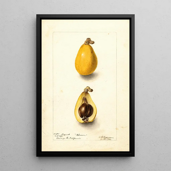 Deborah Griscom Passmore - Eriobotrya japonica Advance.webp