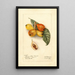 Reproductie van het schilderij Eriobotrya japonica Baronne Hall - Deborah Griscom Passmore