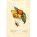 Reproductie van het schilderij Eriobotrya japonica Baronne Hall - Deborah Griscom Passmore