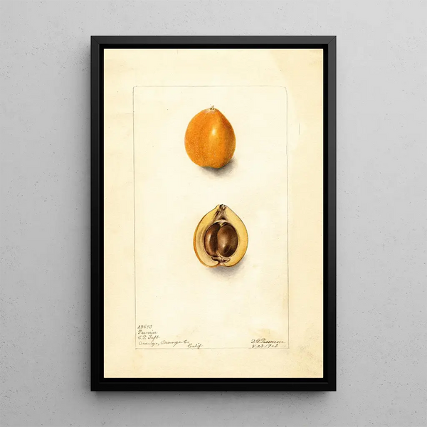 Eriobotrya japonica Premier - Deborah Griscom Passmore — ingelijst kunstwerk aan de muur