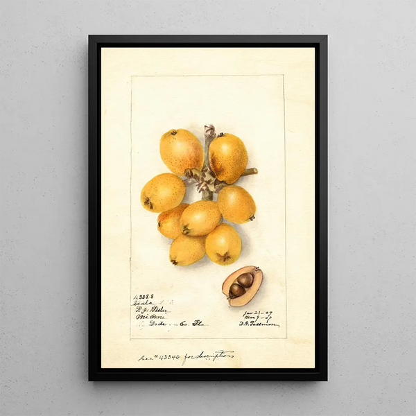 Reproductie van het schilderij Eriobotrya japonica Scala - Deborah Griscom Passmore