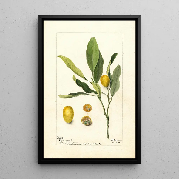 Reproductie van het schilderij Fortunella - Deborah Griscom Passmore