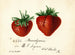 Fraise Brandywine - Deborah Griscom Passmore — weergave van het kunstwerk