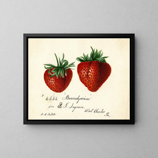 Fraise Brandywine - Deborah Griscom Passmore — ingelijst kunstwerk aan de muur