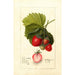 Fragaria Dayton - Deborah Griscom Passmore — weergave van het kunstwerk