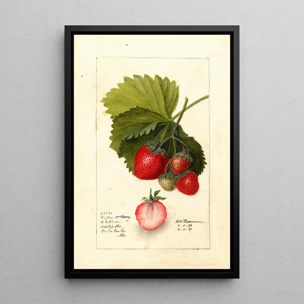 Fragaria Dayton - Deborah Griscom Passmore — ingelijst kunstwerk aan de muur