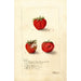 Reproductie van het schilderij Fragaria Gandy - Deborah Griscom Passmore