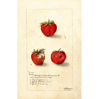 Deborah Griscom Passmore - Fragaria Gandy.webp