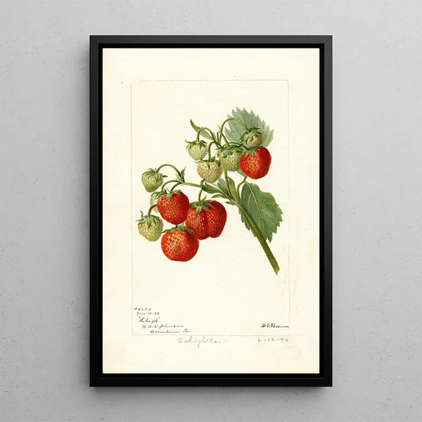 Fragaria Lehigh - Deborah Griscom Passmore — ingelijst kunstwerk aan de muur