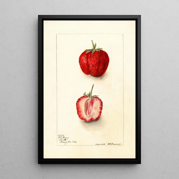 Fragaria Monett - Deborah Griscom Passmore — ingelijst kunstwerk aan de muur