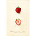 Fragaria Nick Ohmer - Deborah Griscom Passmore — weergave van het kunstwerk