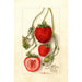 Fragaria Outlander - Deborah Griscom Passmore — weergave van het kunstwerk