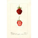 Reproductie van het schilderij Fragaria Seaford - Deborah Griscom Passmore