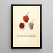 Fragaria Tennessee - Deborah Griscom Passmore — ingelijst kunstwerk aan de muur