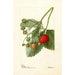 Fragaria Thompson - Deborah Griscom Passmore — weergave van het kunstwerk