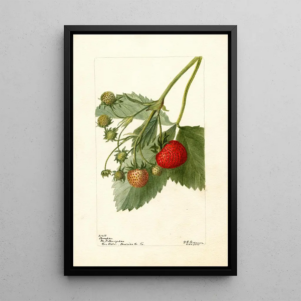 Fragaria Thompson - Deborah Griscom Passmore — ingelijst kunstwerk aan de muur