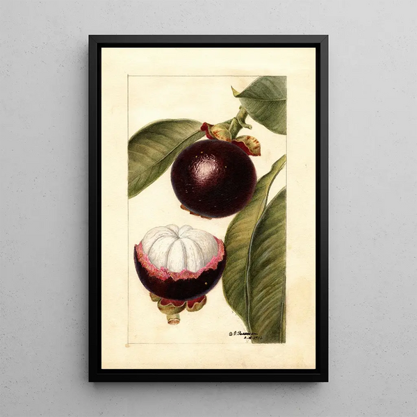 Reproductie van het schilderij Garcinia mangostana - Deborah Griscom Passmore