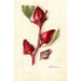 Hibiscus sabdariffa Victor - Deborah Griscom Passmore — weergave van het kunstwerk