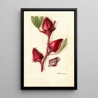 Deborah Griscom Passmore - Hibiscus sabdariffa Victor.webp