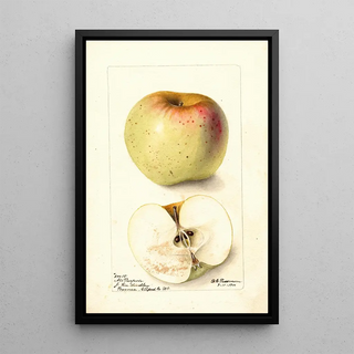 Deborah Griscom Passmore - Malus domestica All Purpose.webp