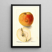 Reproductie van het schilderij Malus domestica Floyd - Deborah Griscom Passmore