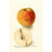 Reproductie van het schilderij Malus domestica Floyd - Deborah Griscom Passmore