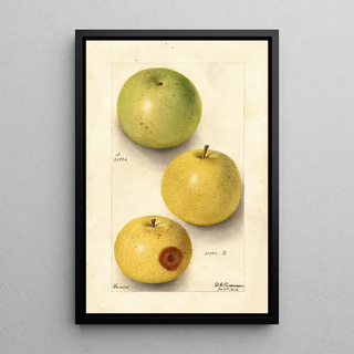Deborah Griscom Passmore - Malus domestica Grimes.webp