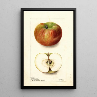 Deborah Griscom Passmore - Malus domestica Keeskemet.webp
