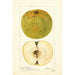Malus domestica McMillin - Deborah Griscom Passmore — weergave van het kunstwerk