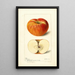 Reproductie van het schilderij Malus domestica Ralls - Deborah Griscom Passmore